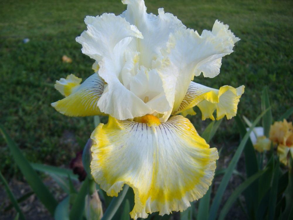 Photo of Tall Bearded Iris (Iris 'Double Ringer') uploaded by tveguy3