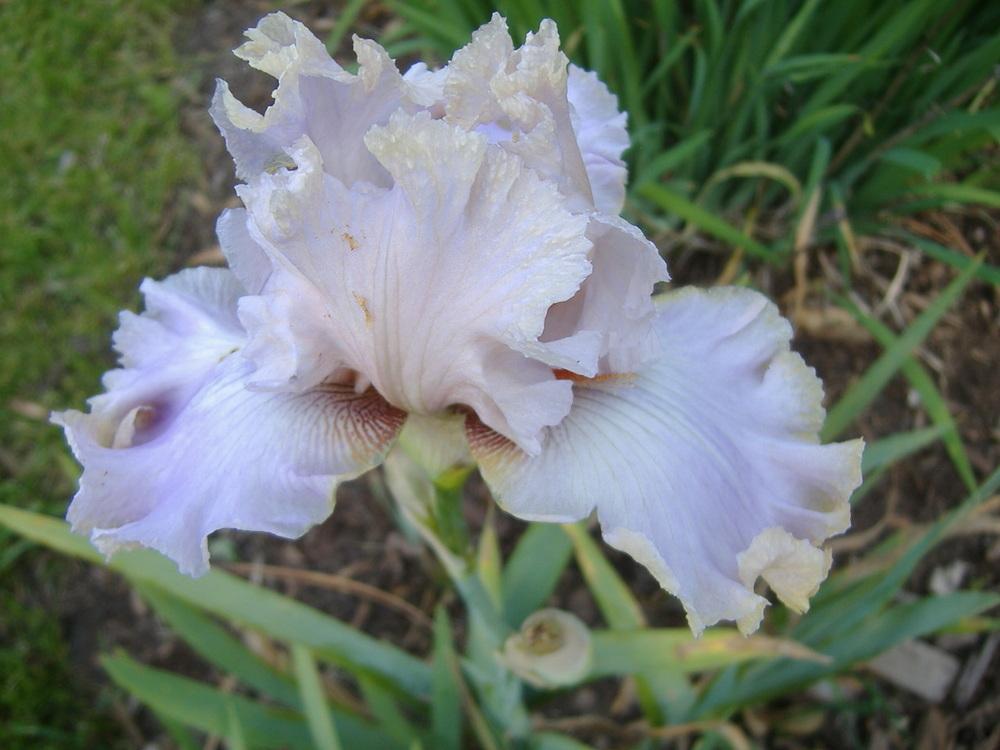 Photo of Tall Bearded Iris (Iris 'Lady Jane') uploaded by tveguy3