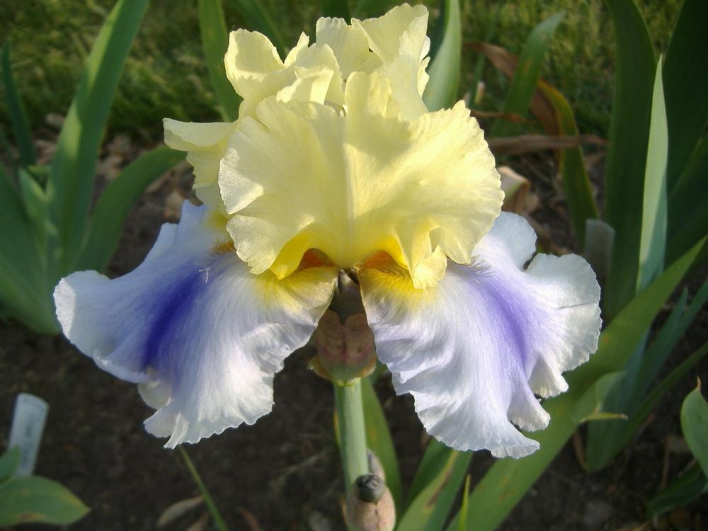 Photo of Tall Bearded Iris (Iris 'Easter Candy') uploaded by tveguy3