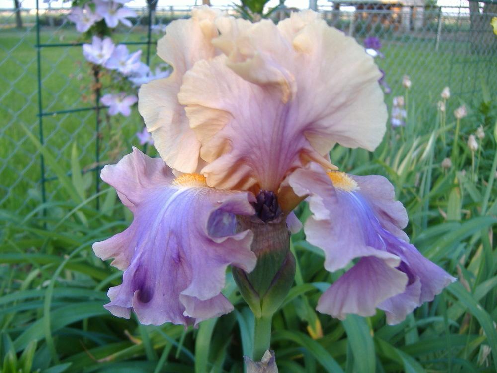 Photo of Tall Bearded Iris (Iris 'Chasing Rainbows') uploaded by tveguy3