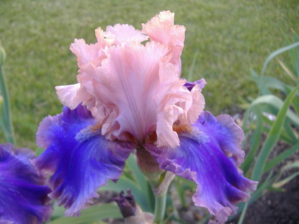 Photo of Tall Bearded Iris (Iris 'Florentine Silk') uploaded by tveguy3