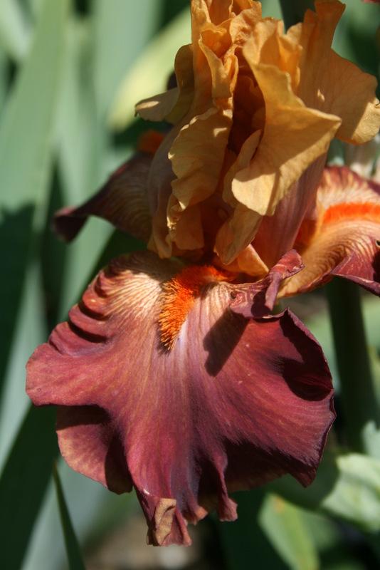 Photo of Tall Bearded Iris (Iris 'Noble Dragon') uploaded by Calif_Sue