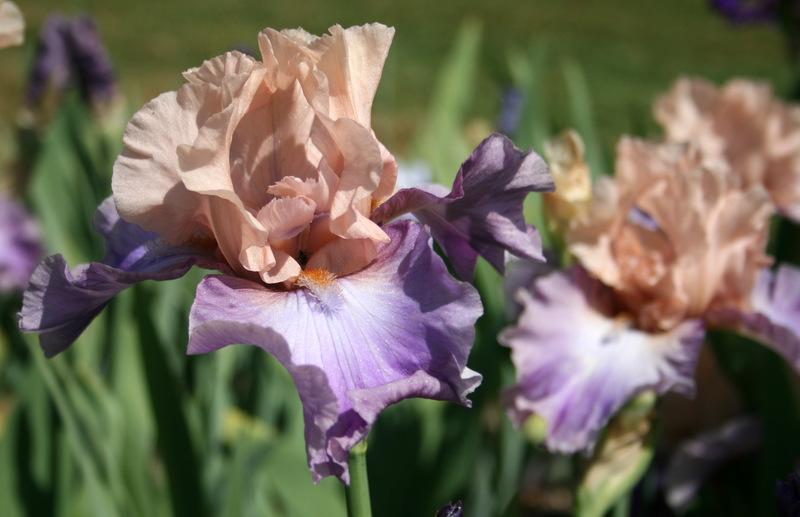 Photo of Tall Bearded Iris (Iris 'Poem of Ecstasy') uploaded by Calif_Sue