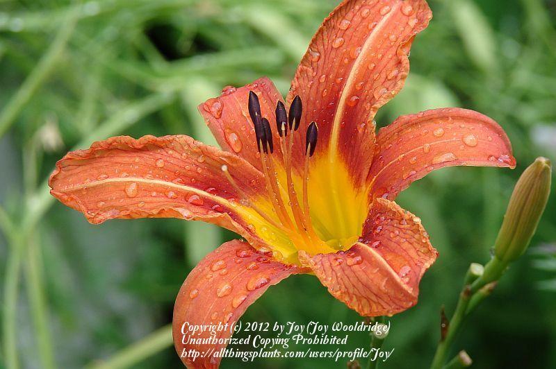 Photo of Ditch Lily (Hemerocallis fulva) uploaded by Joy