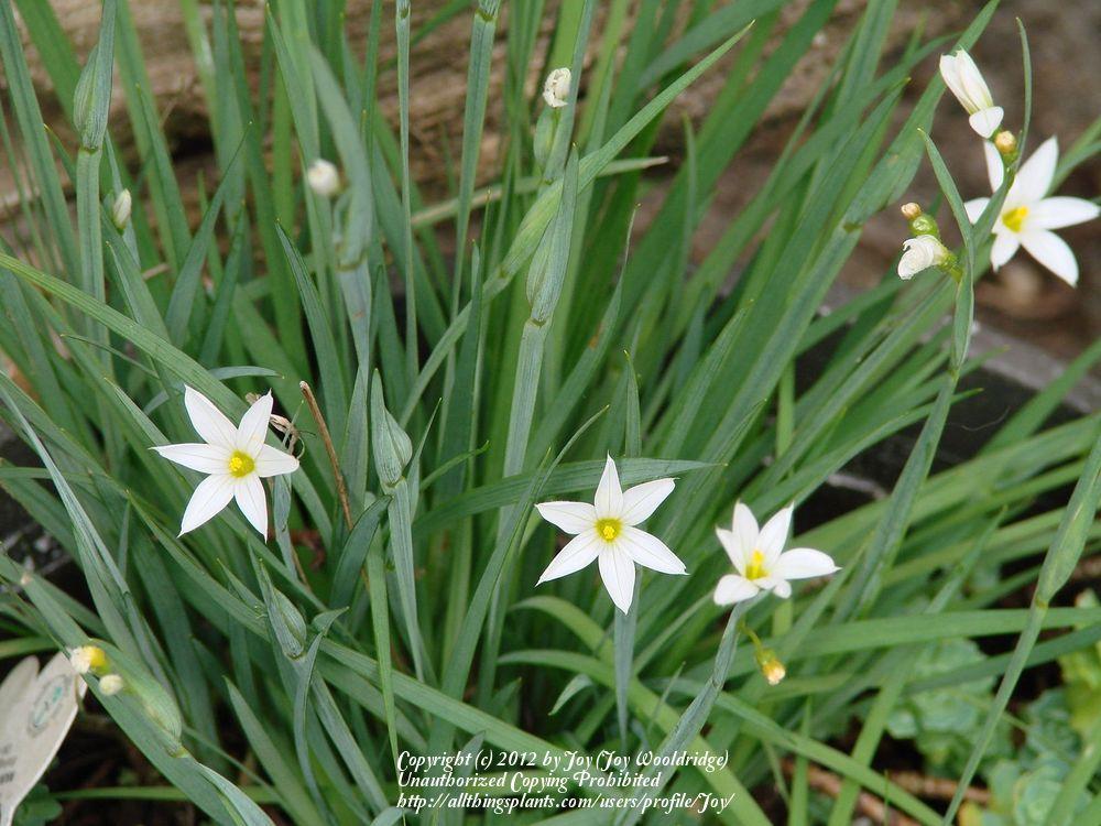 Photo of White-eyed Grass (Sisyrinchium albidum) uploaded by Joy