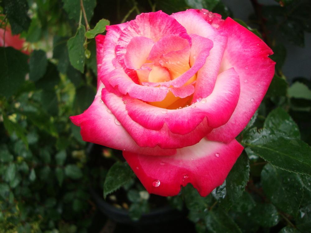 Photo of Rose (Rosa 'Dick Clark') uploaded by Paul2032
