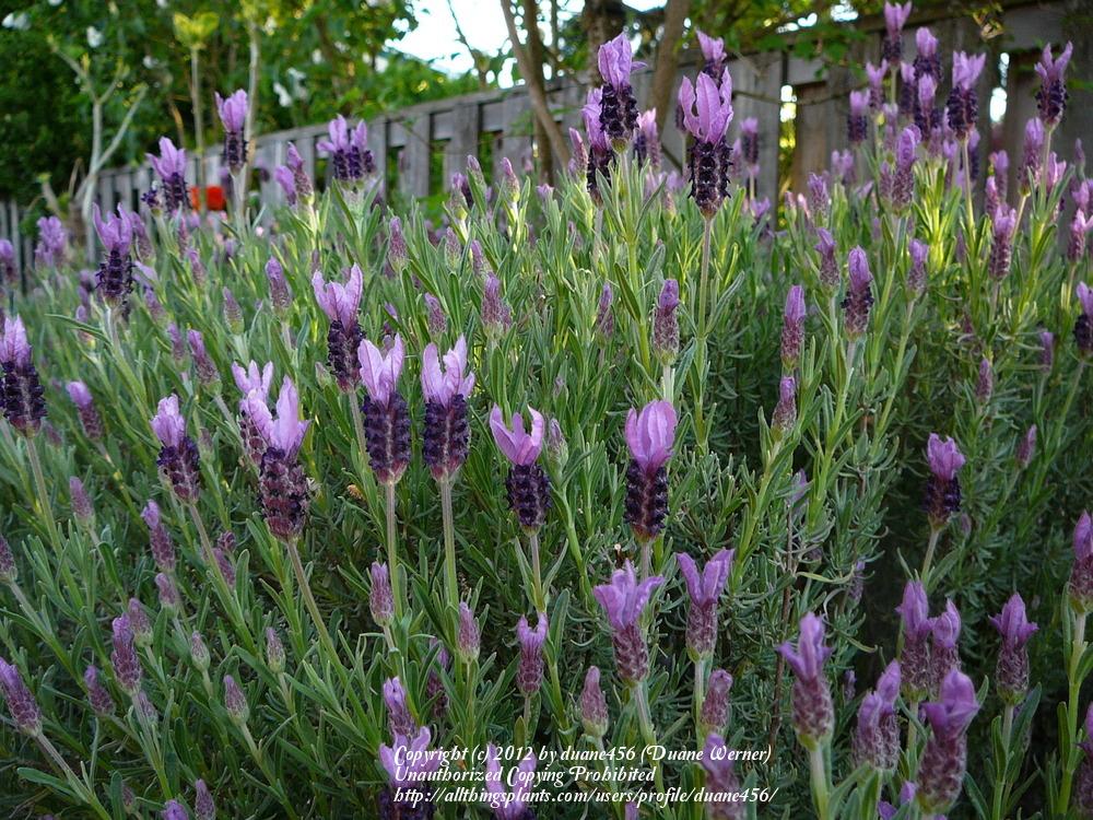 Photo of Spanish Lavender (Lavandula stoechas) uploaded by duane456