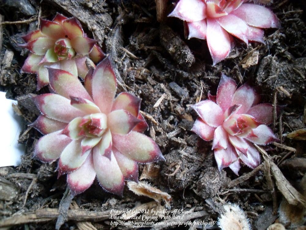 Photo of Hen and Chicks (Sempervivum 'Cafe') uploaded by picklepuff