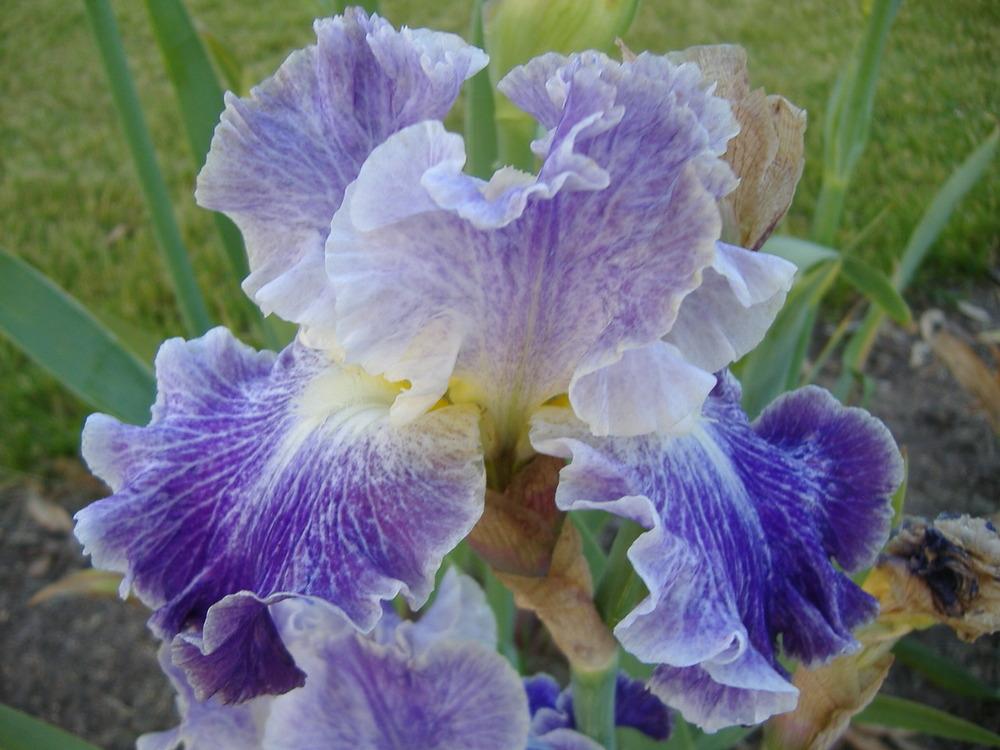 Photo of Tall Bearded Iris (Iris 'Moonlit Water') uploaded by tveguy3