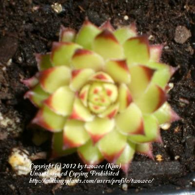 Photo of Hen and Chicks (Sempervivum 'Big Slipper') uploaded by twowee