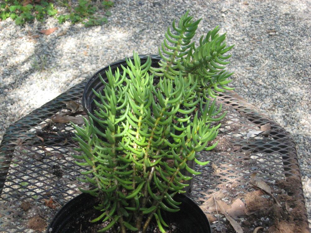 Photo of Miniature Pine Tree (Crassula tetragona) uploaded by wcgypsy