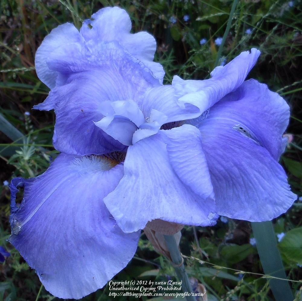 Photo of Tall Bearded Iris (Iris 'Judy Mogil') uploaded by zuzu