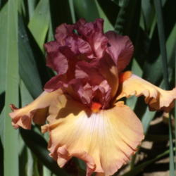 Location: My garden in Bakersfield, CA
Date: 2012-05-01 