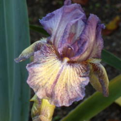 Location: My garden in Bakersfield, CA
Date: 2012-05-12 