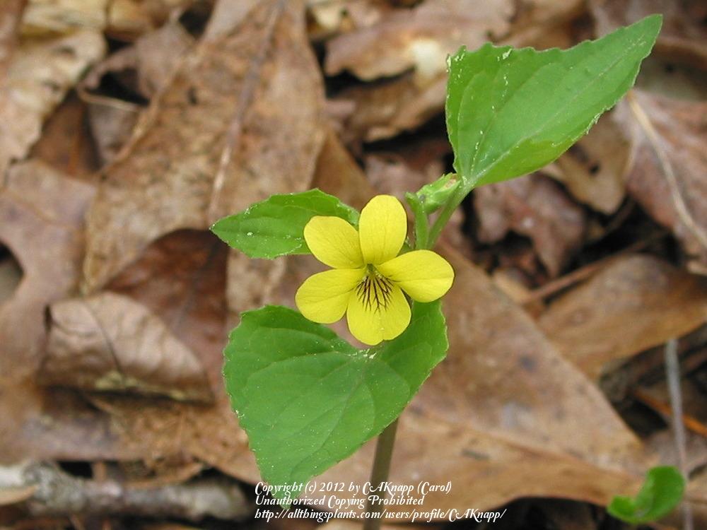 Photo of Downy Violet (Viola pubescens var. pubescens) uploaded by CAKnapp