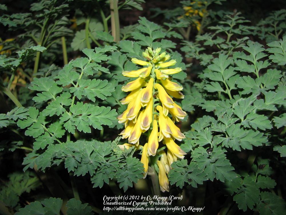 Photo of Japan Fernleaf Corydalis (Corydalis heterocarpa) uploaded by CAKnapp