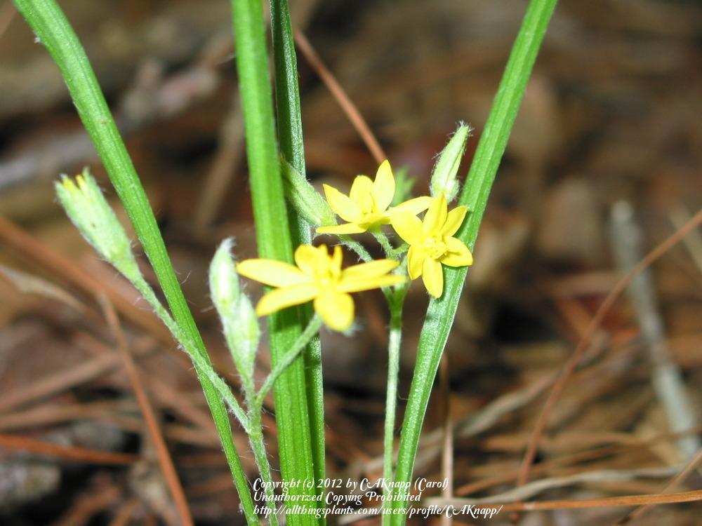 Photo of Yellow Star-Grass (Hypoxis juncea) uploaded by CAKnapp