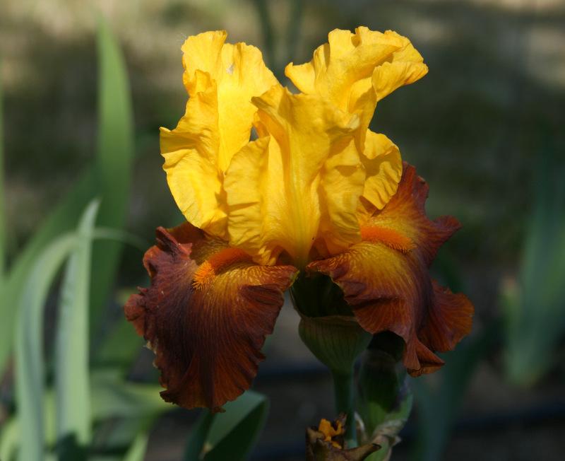 Photo of Tall Bearded Iris (Iris 'Circus World') uploaded by Calif_Sue
