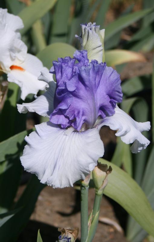 Photo of Tall Bearded Iris (Iris 'Ben's Finale') uploaded by Calif_Sue