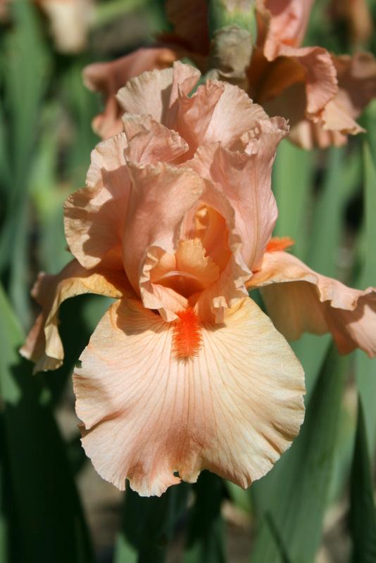 Photo of Tall Bearded Iris (Iris 'Orange Slices') uploaded by Calif_Sue
