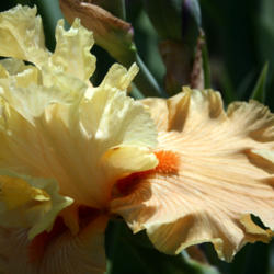 Location: Napa Iris Gardens
Date: 2012-05-19
