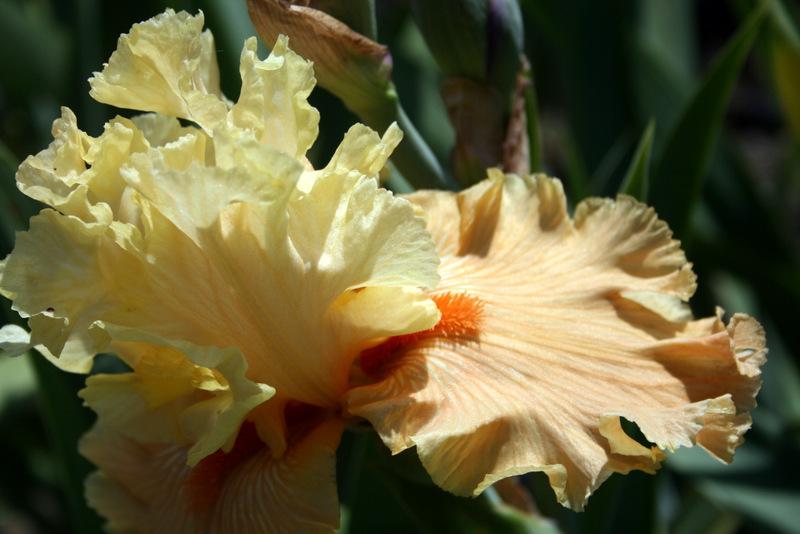Photo of Tall Bearded Iris (Iris 'Rare Find') uploaded by Calif_Sue