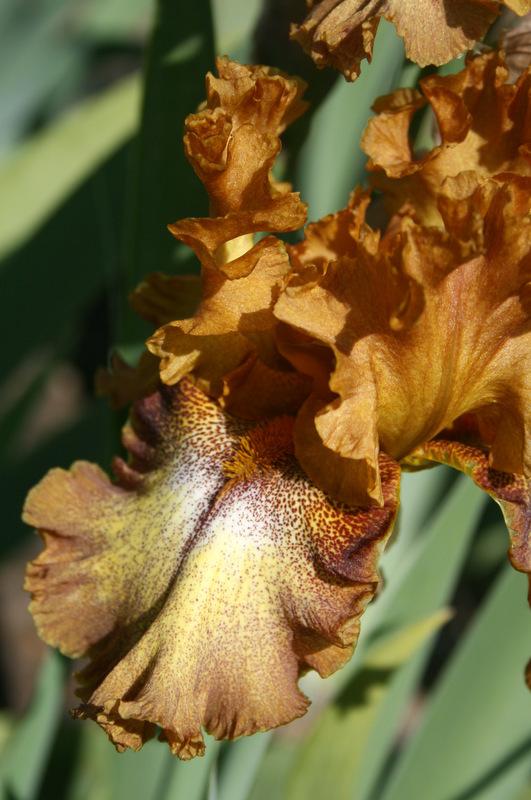 Photo of Tall Bearded Iris (Iris 'Bellagio') uploaded by Calif_Sue
