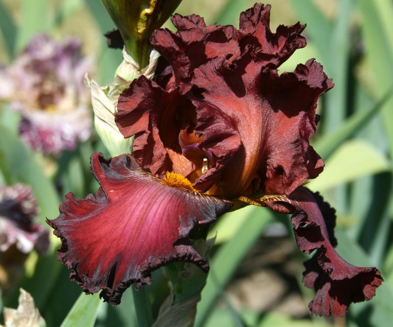 Photo of Tall Bearded Iris (Iris 'Battle Royal') uploaded by Calif_Sue