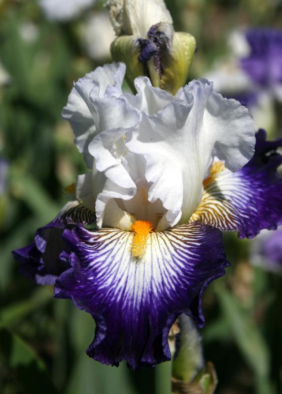 Photo of Tall Bearded Iris (Iris 'Flash of Light') uploaded by Calif_Sue