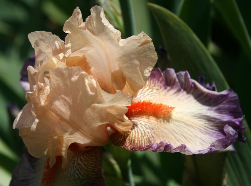 Photo of Tall Bearded Iris (Iris 'Chevalier de Malte') uploaded by Calif_Sue