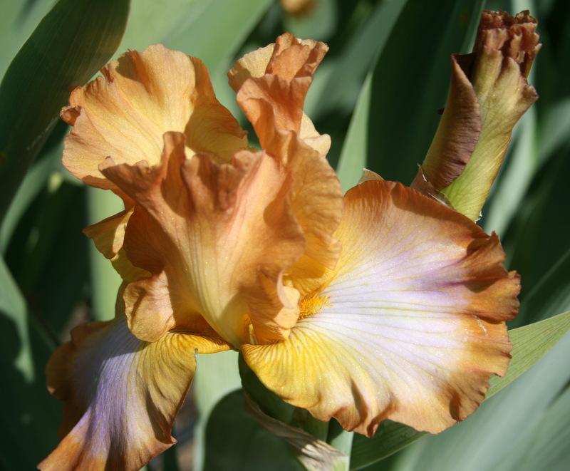 Photo of Tall Bearded Iris (Iris 'Ginger Swirl') uploaded by Calif_Sue