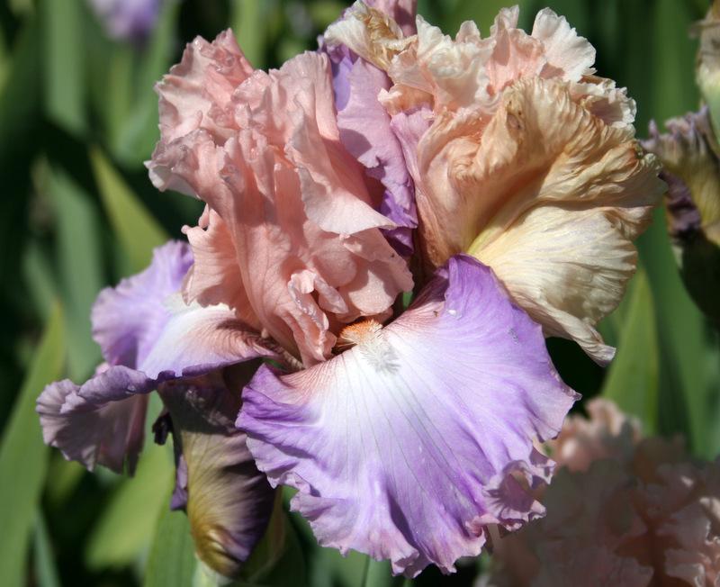 Photo of Tall Bearded Iris (Iris 'Loving You') uploaded by Calif_Sue