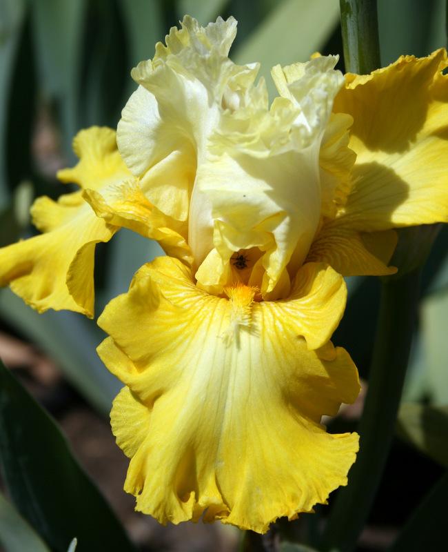 Photo of Tall Bearded Iris (Iris 'Sun Chic') uploaded by Calif_Sue