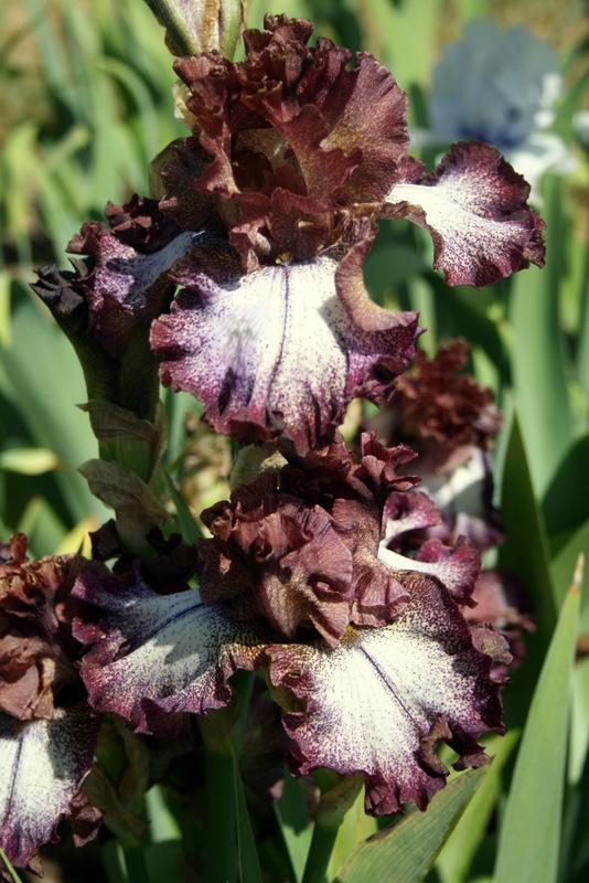 Photo of Tall Bearded Iris (Iris 'Chocolatté') uploaded by Calif_Sue