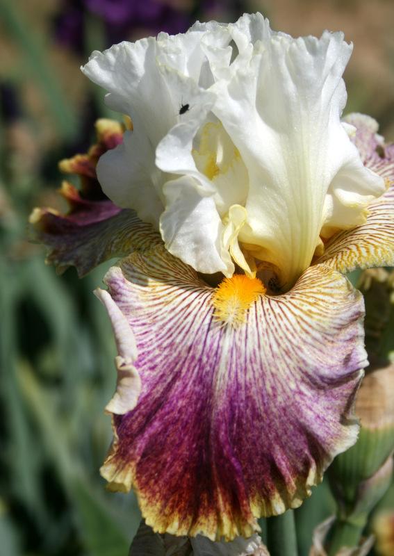 Photo of Tall Bearded Iris (Iris 'Sordid Lives') uploaded by Calif_Sue