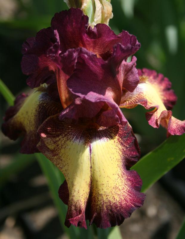 Photo of Tall Bearded Iris (Iris 'Ostentatious') uploaded by Calif_Sue