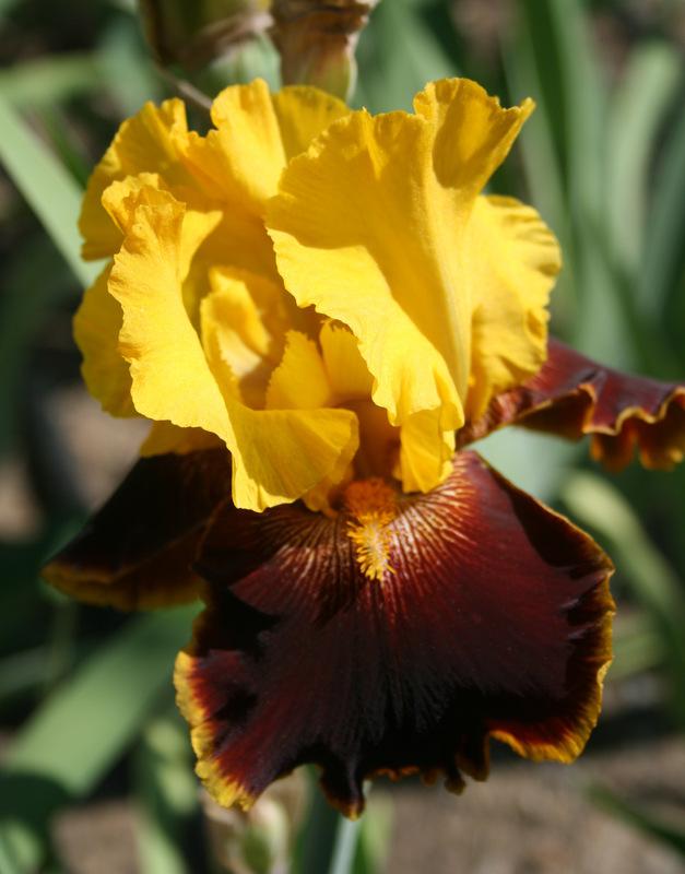 Photo of Tall Bearded Iris (Iris 'Halo Everybody') uploaded by Calif_Sue
