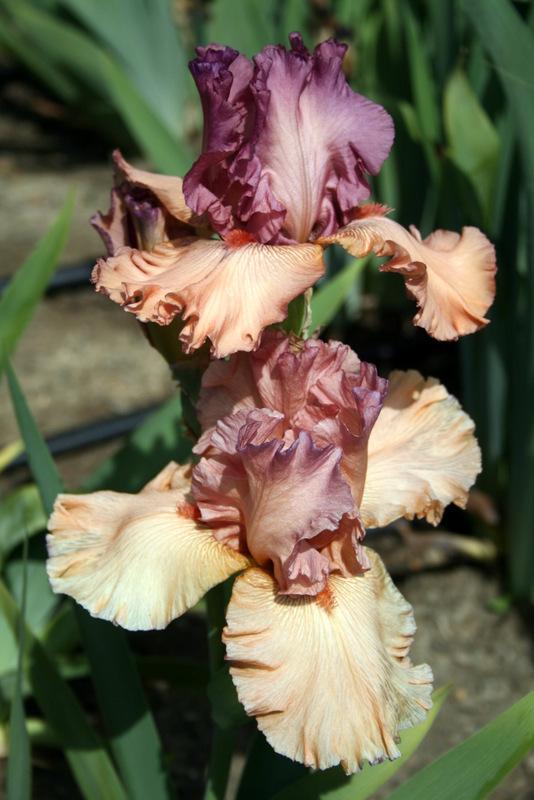 Photo of Tall Bearded Iris (Iris 'Finishing School') uploaded by Calif_Sue