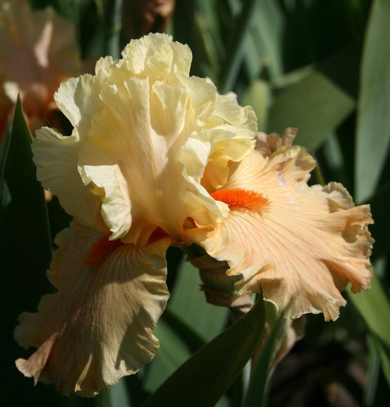 Photo of Tall Bearded Iris (Iris 'Rare Find') uploaded by Calif_Sue