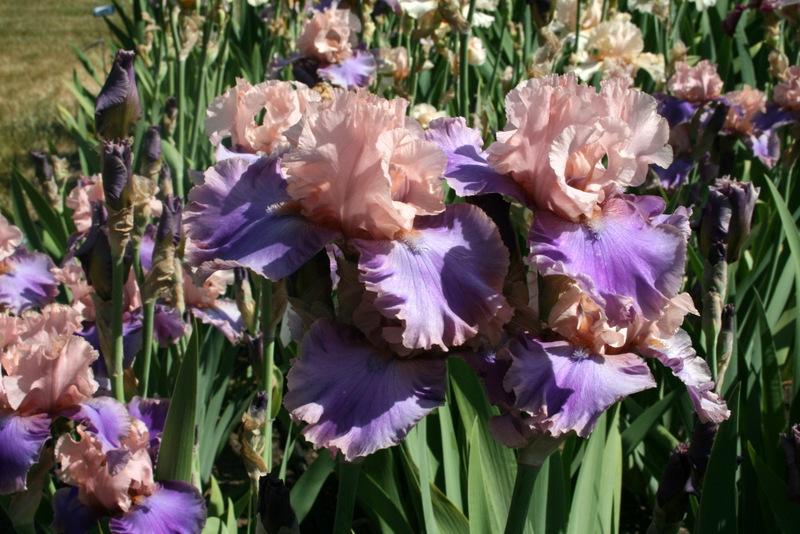 Photo of Tall Bearded Iris (Iris 'Florentine Silk') uploaded by Calif_Sue