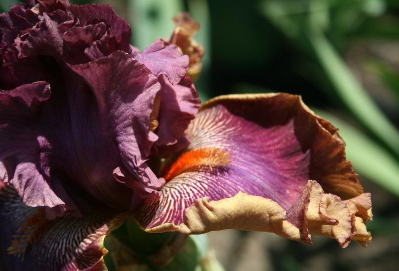 Photo of Tall Bearded Iris (Iris 'Fly Your Colors') uploaded by Calif_Sue
