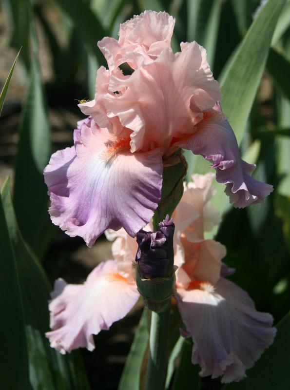 Photo of Tall Bearded Iris (Iris 'Bon Appetit') uploaded by Calif_Sue