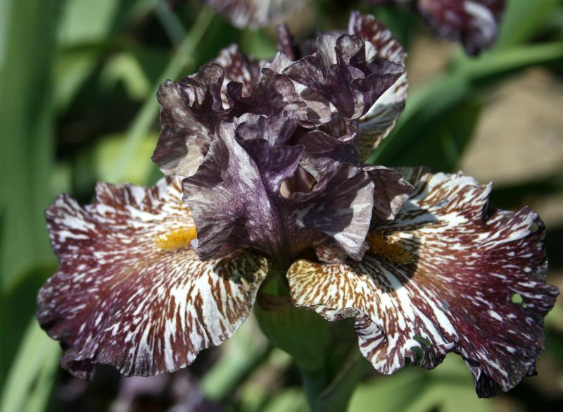 Photo of Tall Bearded Iris (Iris 'Chocolate Moose') uploaded by Calif_Sue