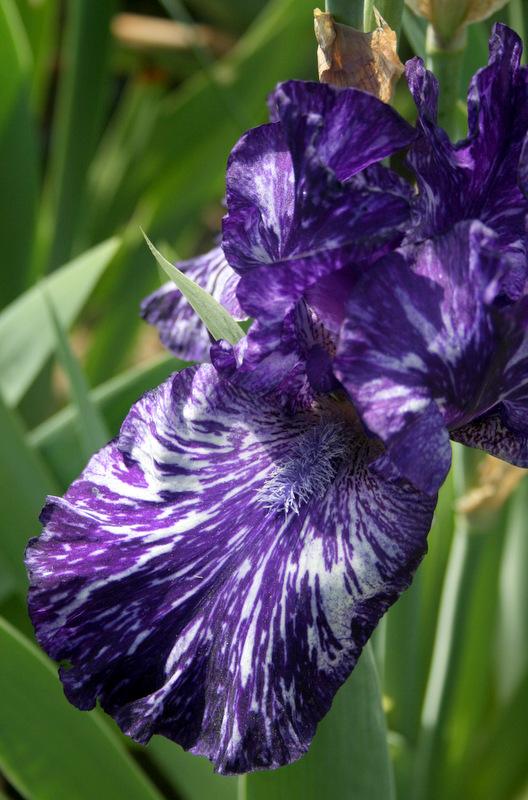 Photo of Tall Bearded Iris (Iris 'Jumpin Jack Flash') uploaded by Calif_Sue