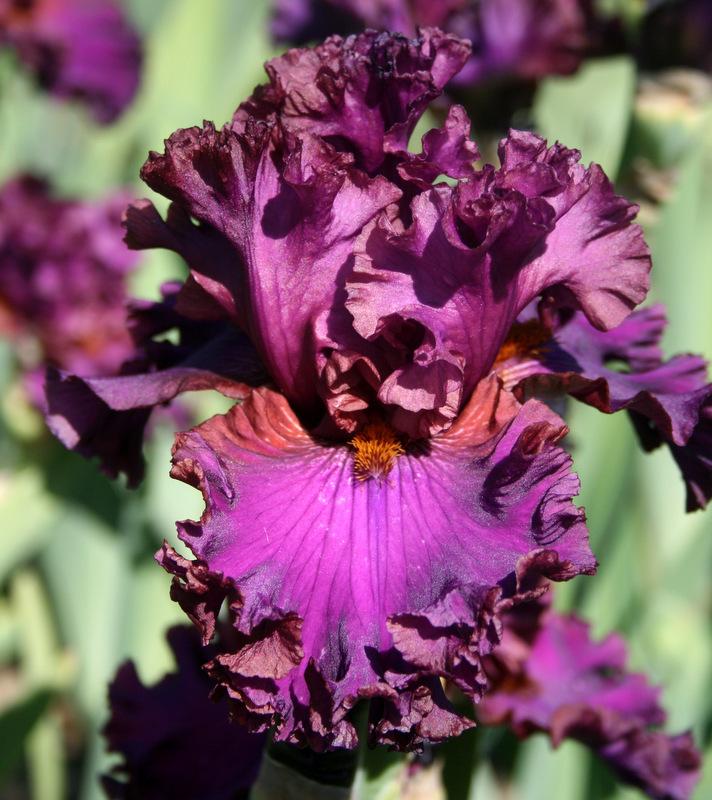 Photo of Tall Bearded Iris (Iris 'Mambo Italiano') uploaded by Calif_Sue