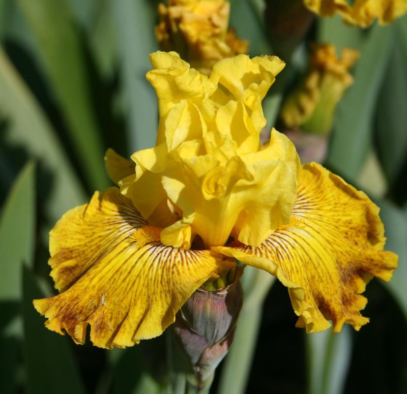 Photo of Tall Bearded Iris (Iris 'Bright Sunshiny Day') uploaded by Calif_Sue