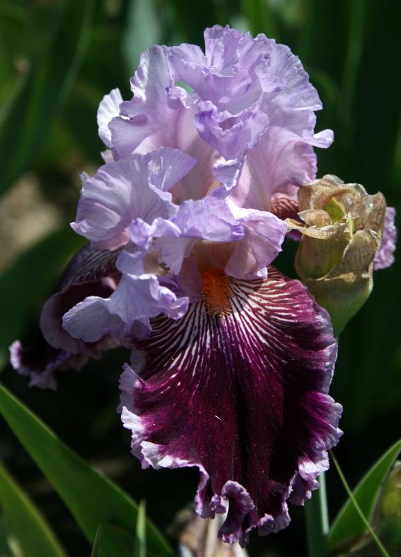 Photo of Tall Bearded Iris (Iris 'Dance Hall Dolly') uploaded by Calif_Sue