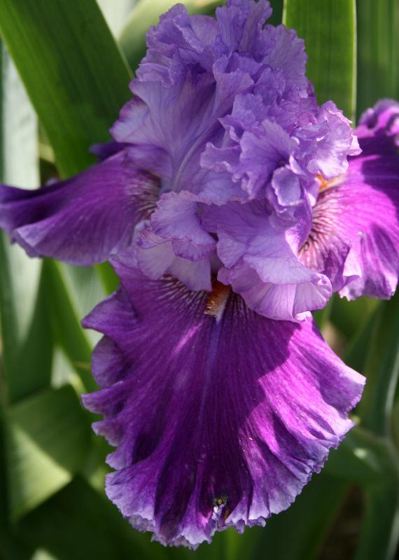 Photo of Tall Bearded Iris (Iris 'Louisa's Song') uploaded by Calif_Sue