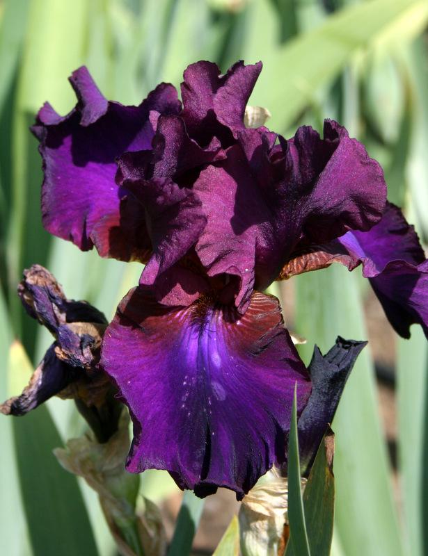 Photo of Tall Bearded Iris (Iris 'Grape Expectations') uploaded by Calif_Sue