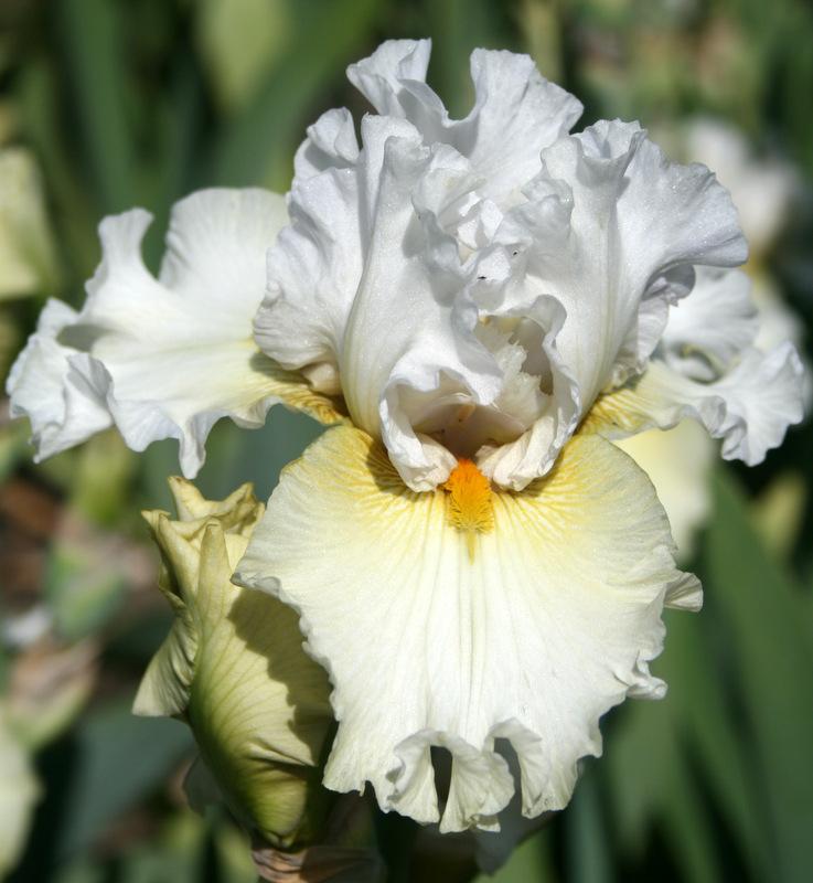 Photo of Tall Bearded Iris (Iris 'Pickledilly') uploaded by Calif_Sue